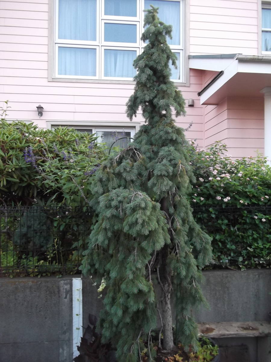 カナダトウヒ ペンデュラ　引き取り限定　ピセア　グラウカ (= カナダトウヒ) ペンデュラ　Picea glauca 'Pendula'_画像5