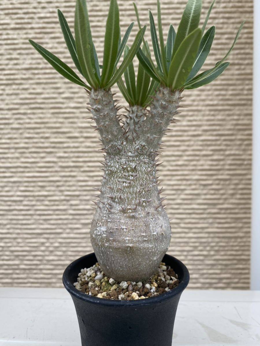 低価格の 速達実生良型 パキポディウム イノピナツム 植物/観葉植物