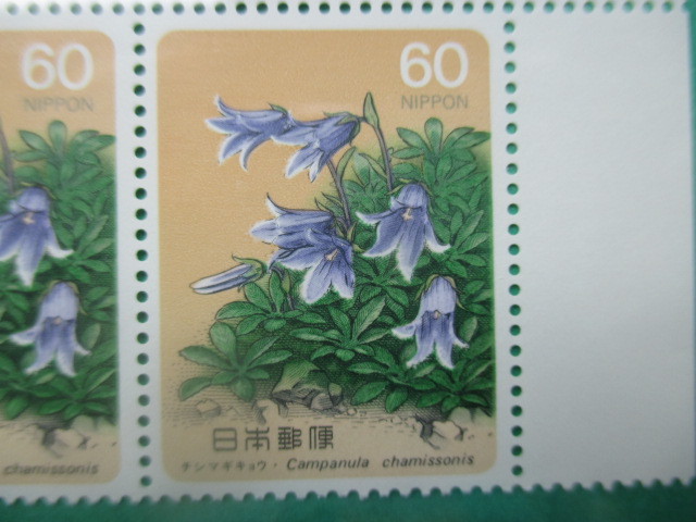 ※【田型】高山植物 チシマギキョウ/記1001_画像2