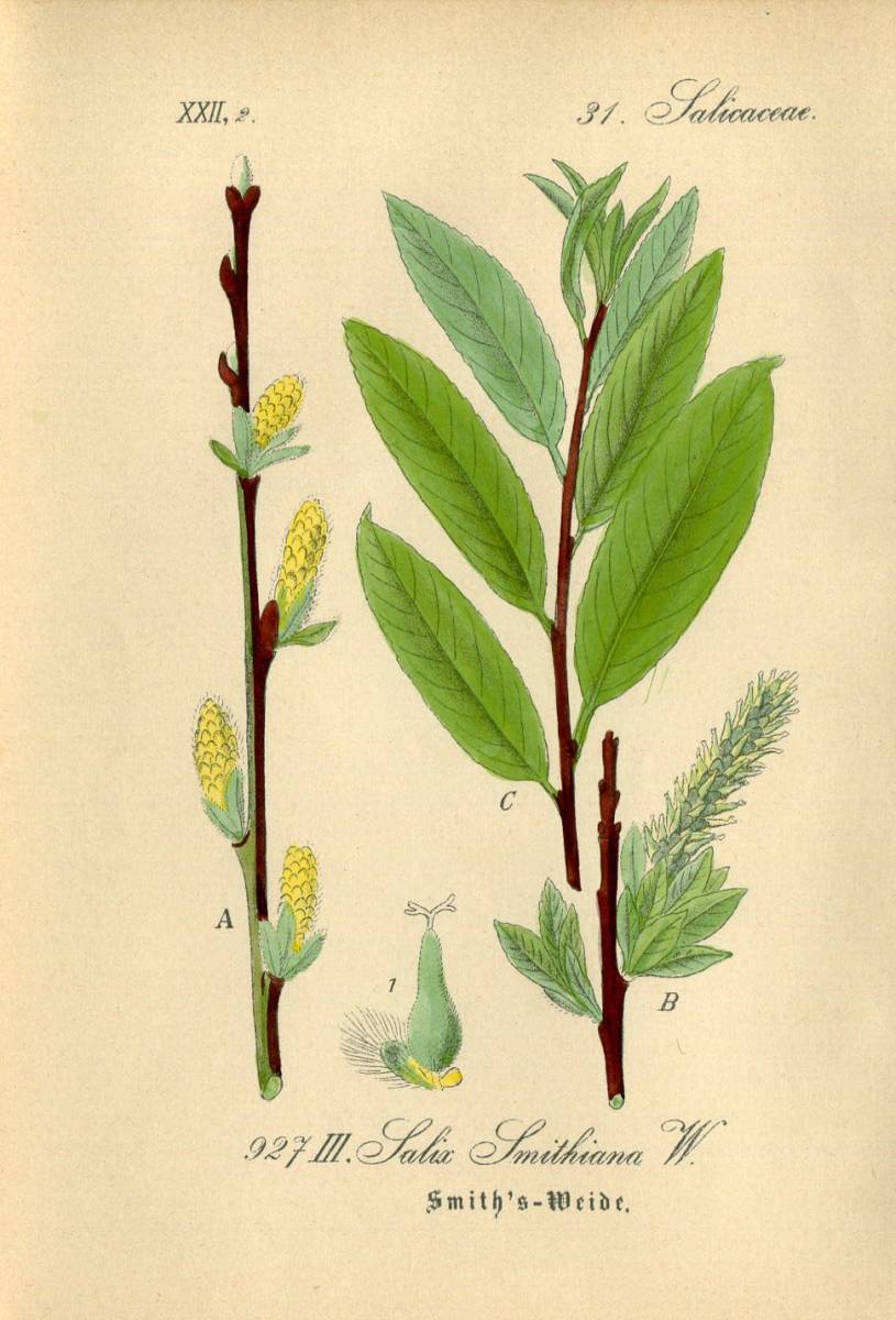 1880年 多色石版画 ドイツの植物 ヤナギ科 ヤナギ属 Salix ジンチョウゲ科 ジンチョウゲ属 Daphne ティメラエア属など6枚_画像1
