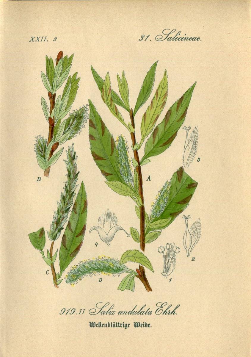 1880年 多色石版画 ドイツの植物 ヤナギ科 ヤナギ属 Salix ジンチョウゲ科 ジンチョウゲ属 Daphne ティメラエア属など6枚_画像5