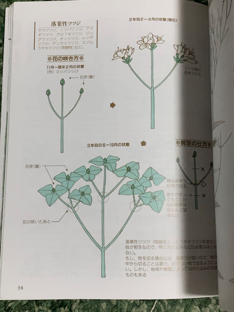 【希少・レア】 図解だからわかりやすい花木・庭木剪定のコツ