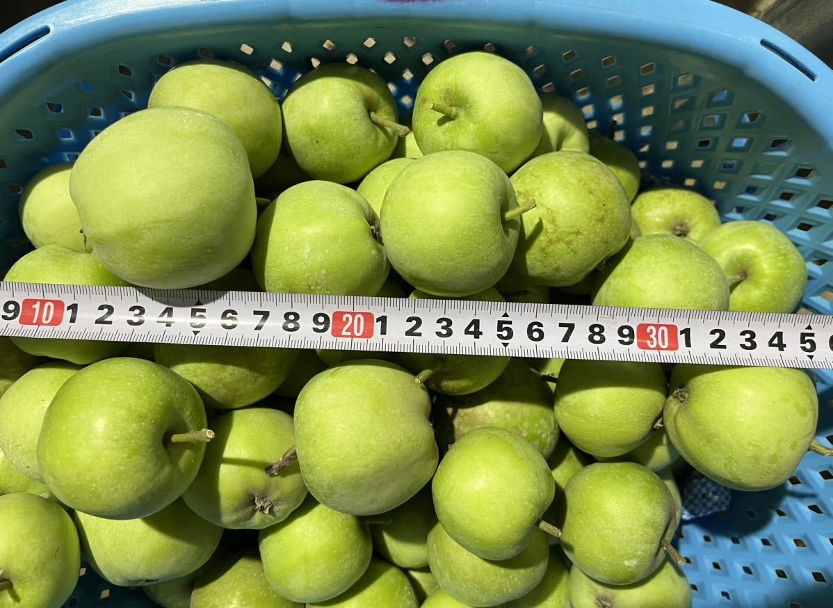長野県産　摘果りんご　約20キロ　生食可能　加工用