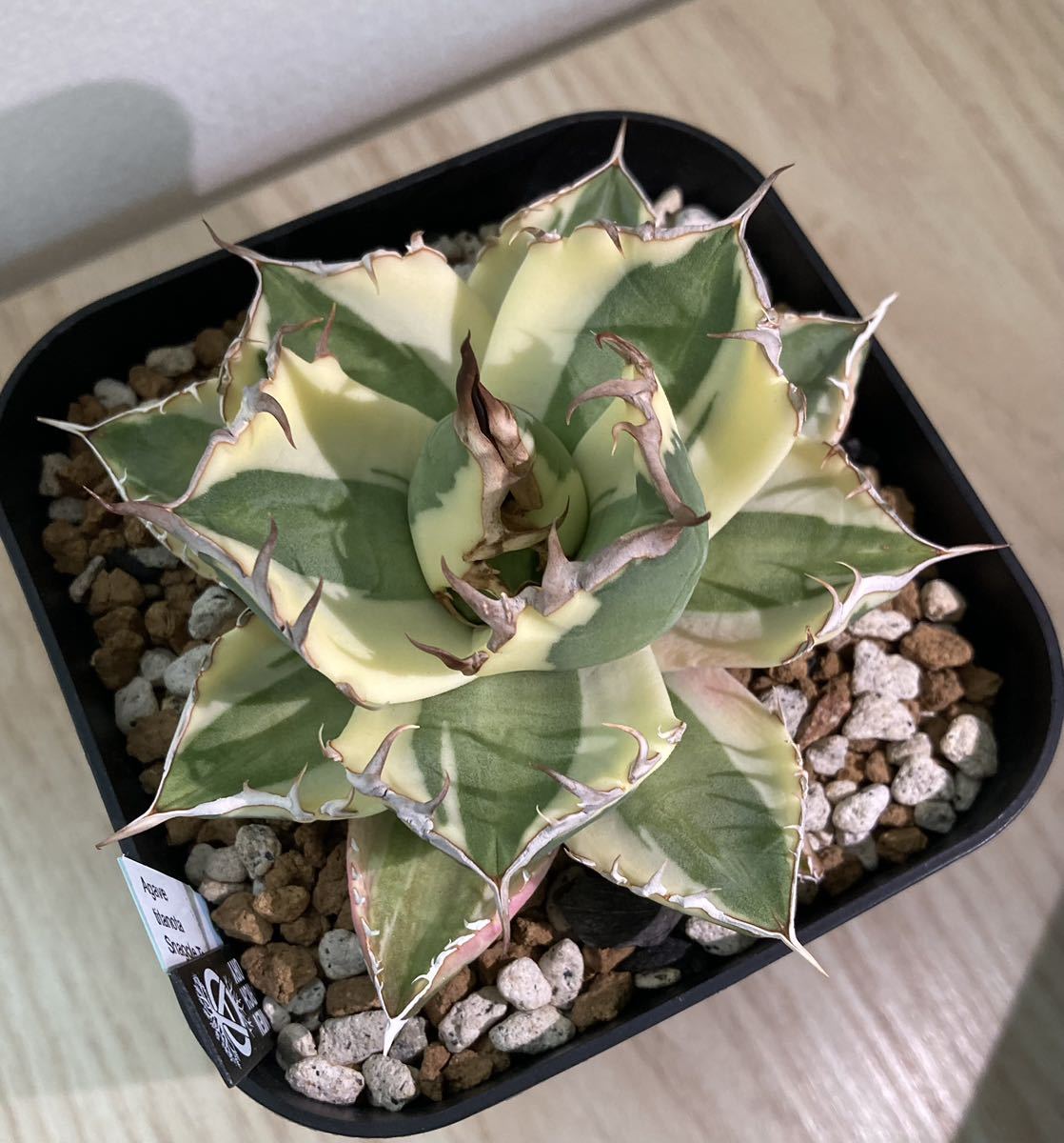 発根済】【良型】アガベ チタノタ スナグルトゥース 中株 agave