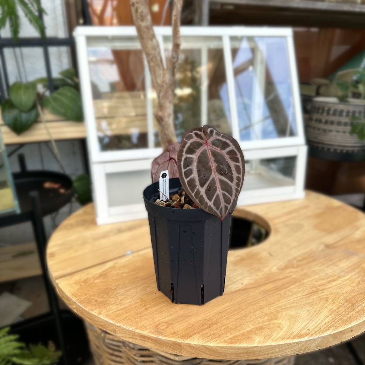 Yahoo!オークション - UJ ANTHURIUM MICHELLE X ZARA F3 Yahoo!オークション - UJ ANTHURIUM MICHELLE X ZARA F3