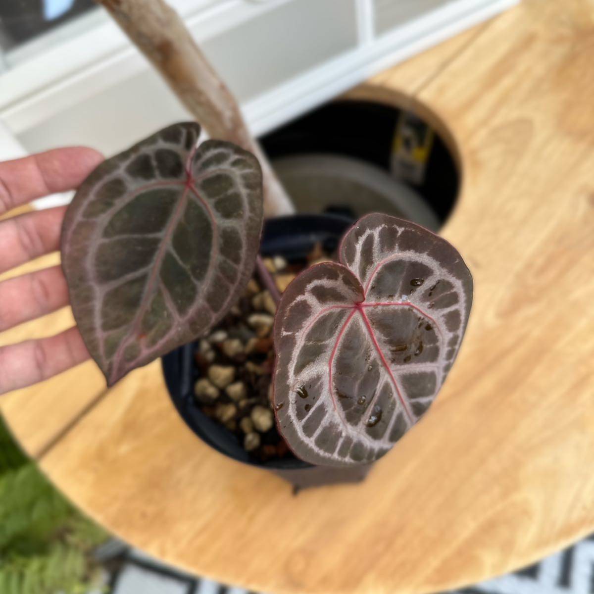 Yahoo!オークション - UJ ANTHURIUM MICHELLE X ZARA F3 Yahoo!オークション - UJ ANTHURIUM MICHELLE X ZARA F3