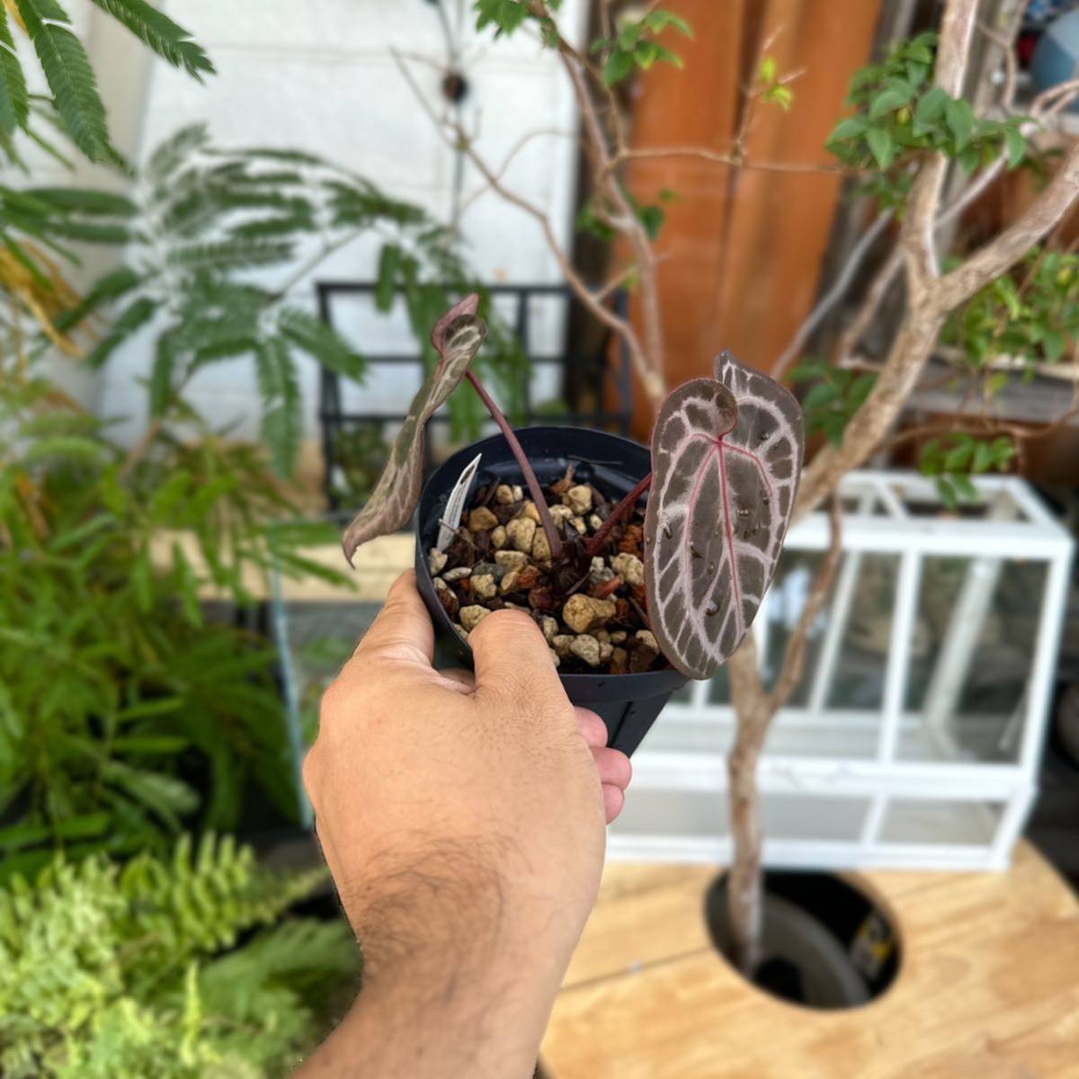 Yahoo!オークション - UJ ANTHURIUM MICHELLE X ZARA F3 Yahoo!オークション - UJ ANTHURIUM MICHELLE X ZARA F3