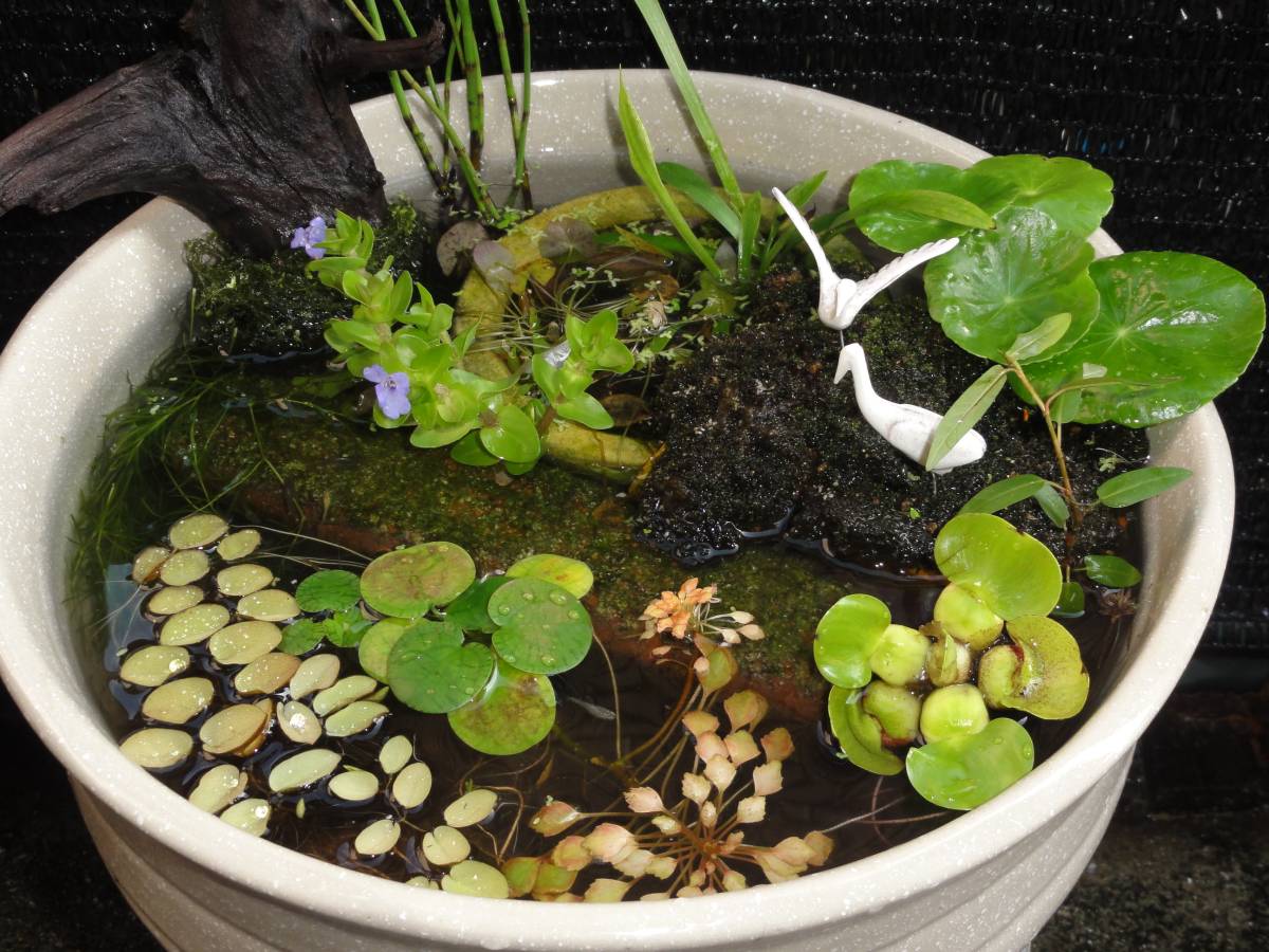 ビオトープセット 水草とメダカのセット とても かわいい めだか 水生植物 子ども向け 売買されたオークション情報 Yahooの商品情報をアーカイブ公開 オークファン Aucfan Com
