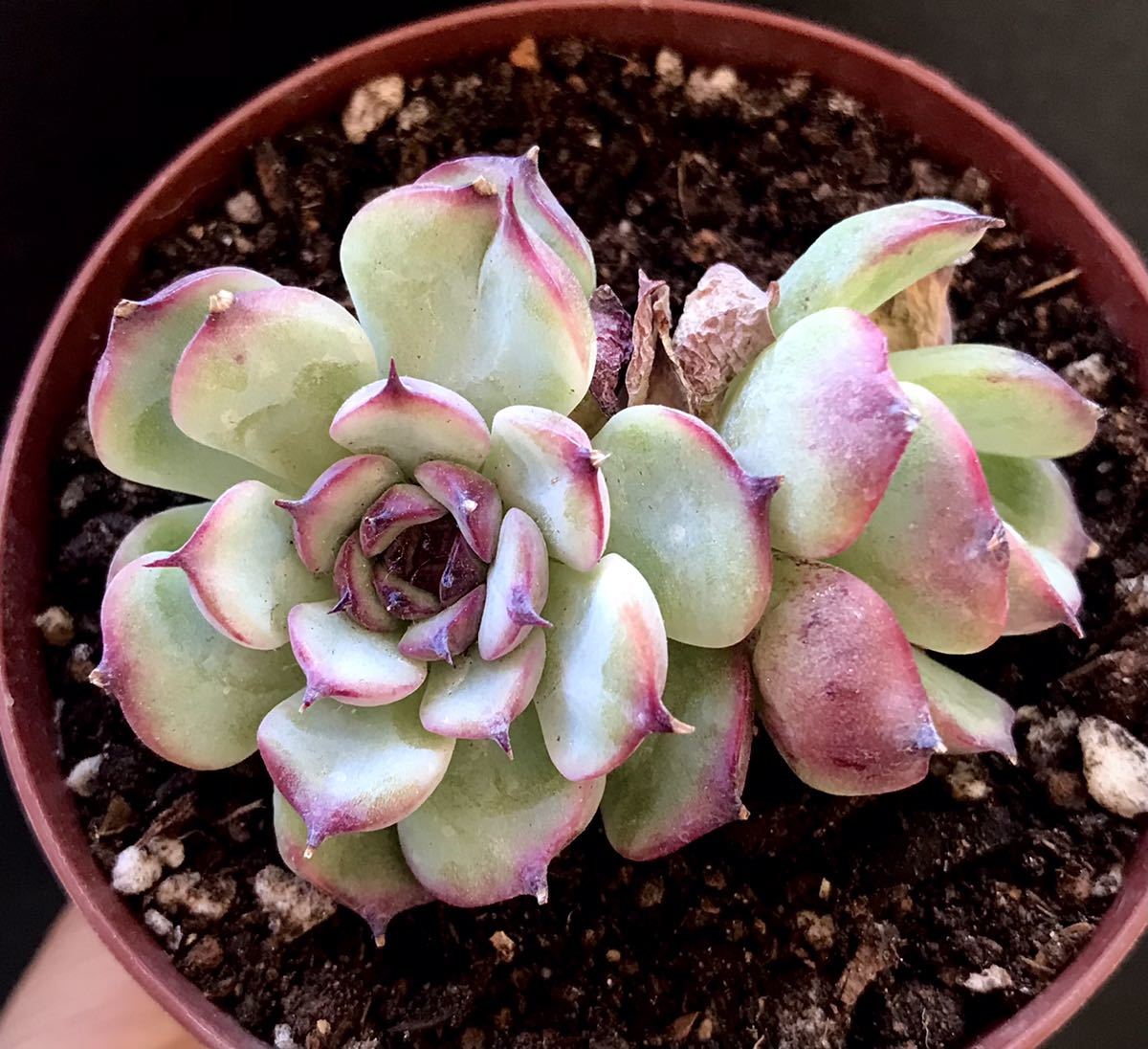 韓国苗マルセル双頭紅葉美苗多肉植物エケベリア| JChere雅虎拍卖代购