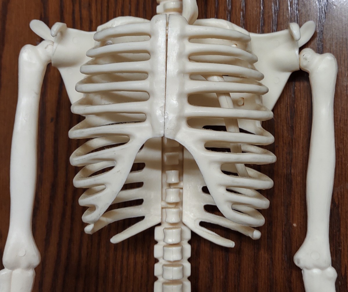 人体骨格模型_画像6
