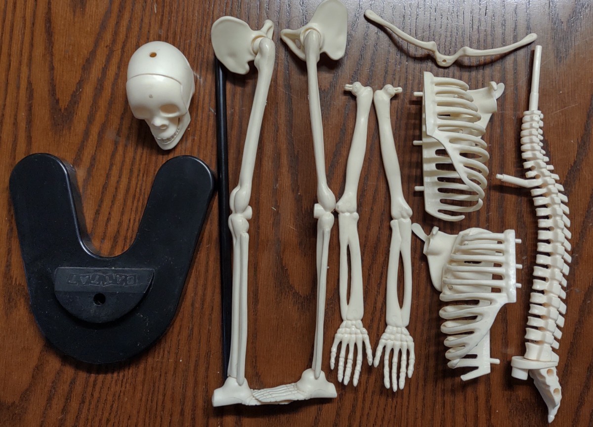 人体骨格模型_画像9