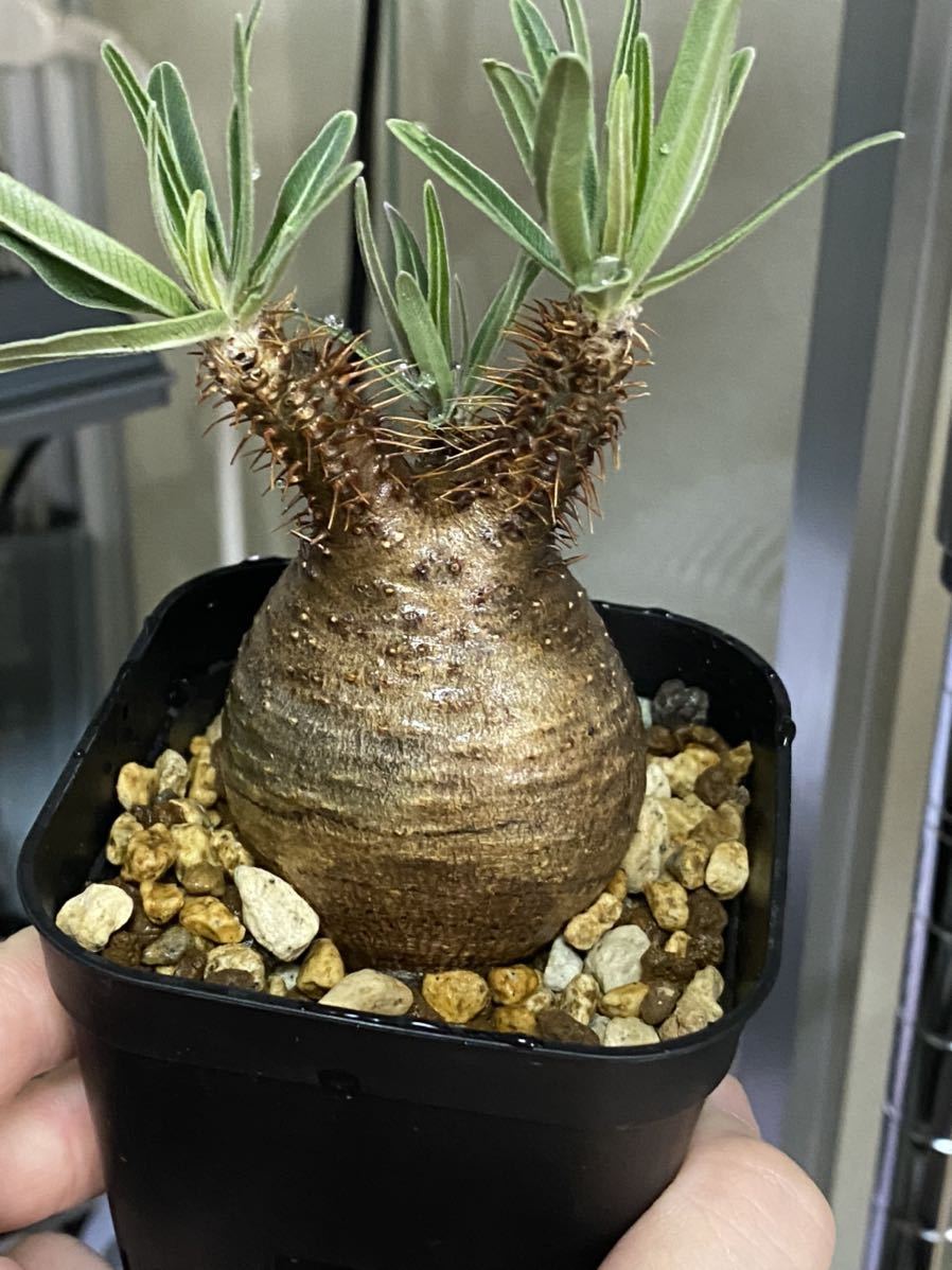 パキポディウム グラキリス 発根済 現地球 コーデックス 塊根 塊根植物