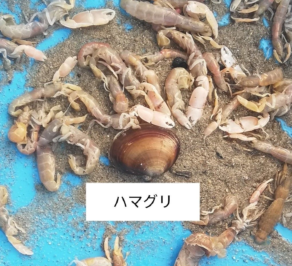 ヤビーポンプ　穴ジャコ　カメジャコ　スナモグリ　釣餌　潮干狩　うなぎ釣　黒鯛