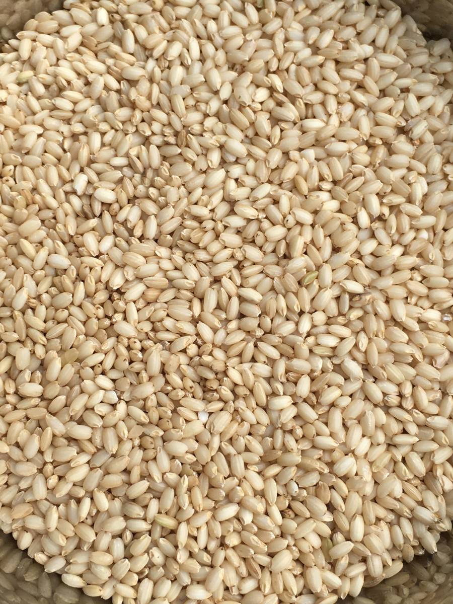 もち米玄米 令和4年産 25kg 未使用（風袋込み）