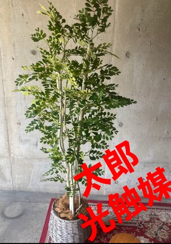 光触媒　人工観葉植物　ウォールグリーン　フェイクグリーン　トネリコ1707÷