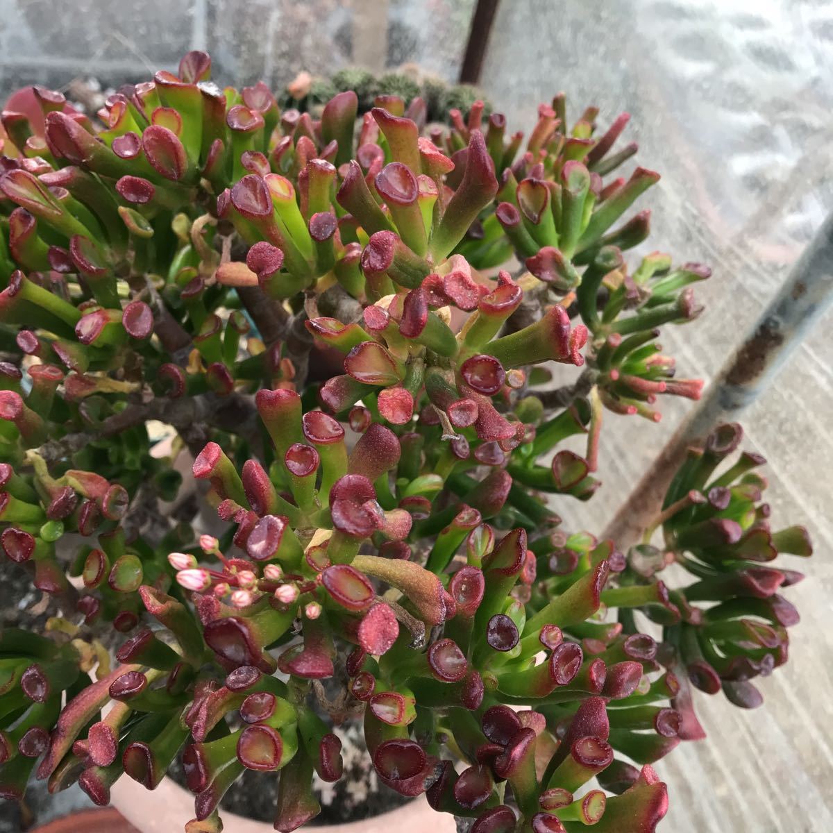 多肉植物 ☆ゴーラム 宇宙の木☆1カット | JChere雅虎拍卖代购