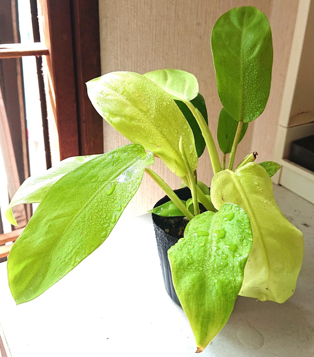 フィロデンドロン 抜き苗 観葉植物 | JChere雅虎拍卖代购
