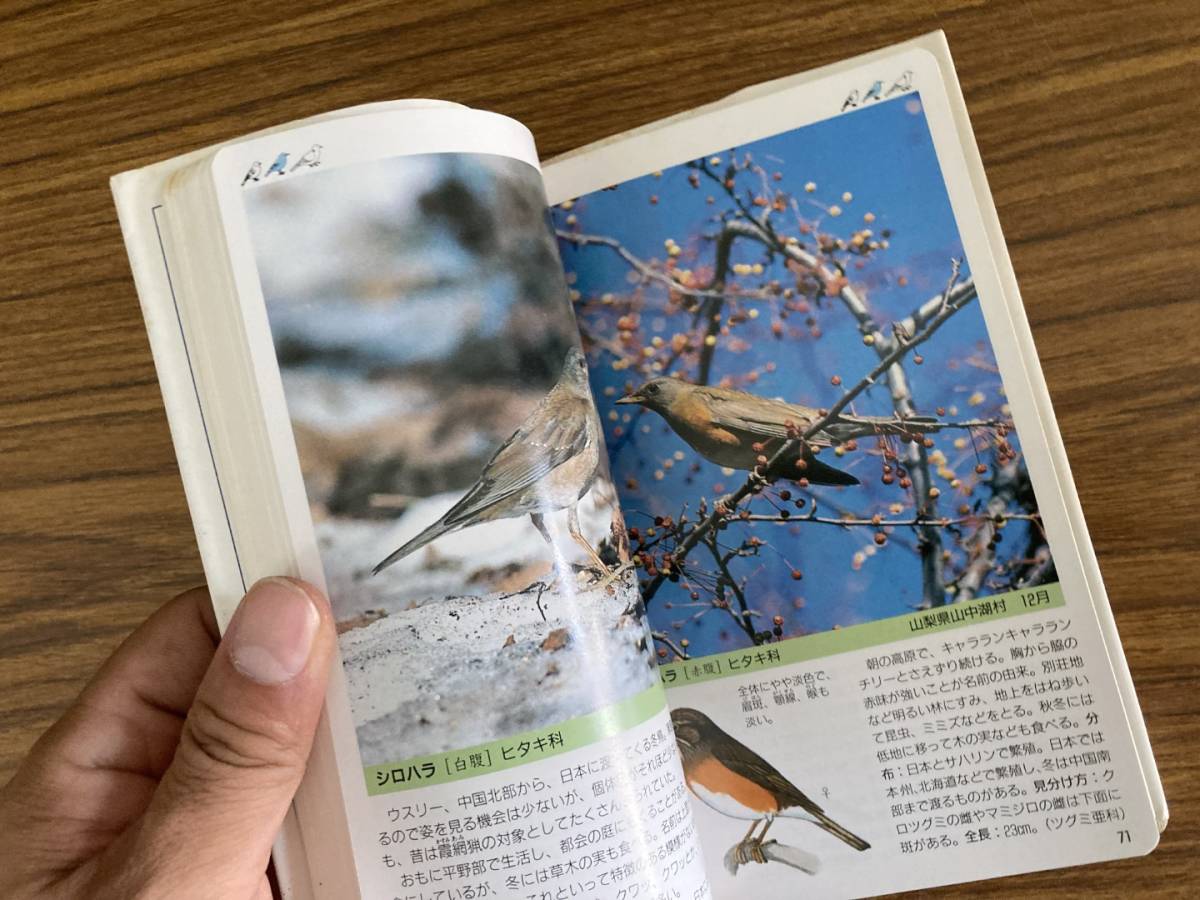 フィールドガイド 日本の野鳥_画像4