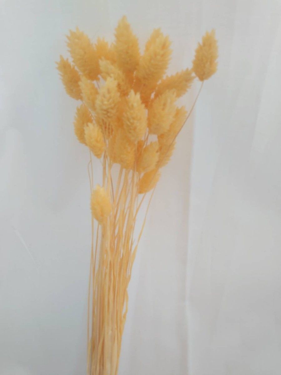ポアプランツ パステルイエロー  ハーバリウム  大地農園 ドライフラワー プリザーブドフラワー 花材