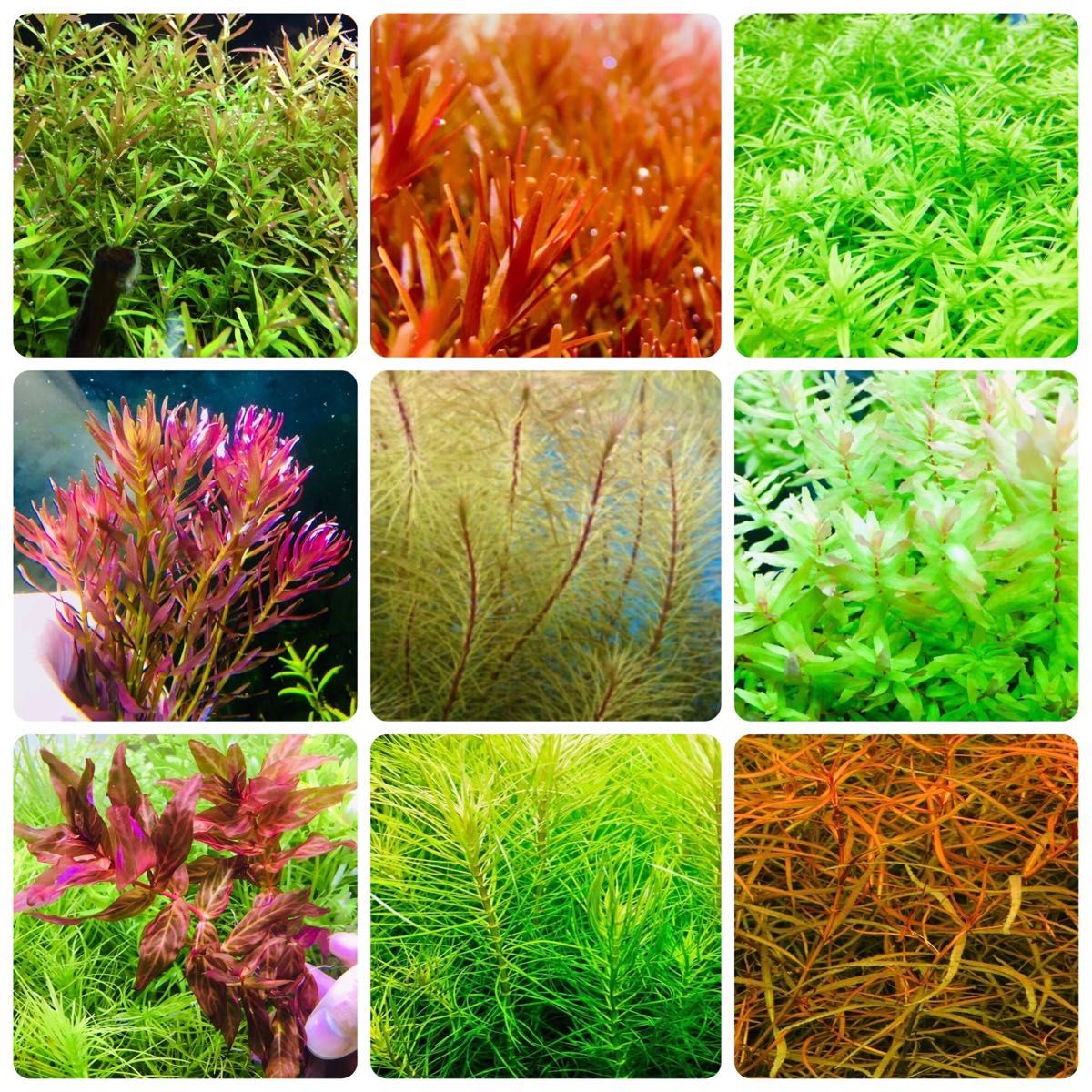 サンゴ 9種類セット | www.viva.ba