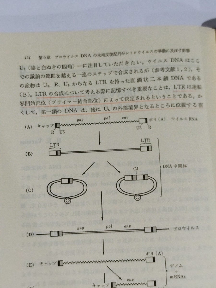 医学研究における 組換えDNA実験1 高木康敬 編【ac01b】_画像9