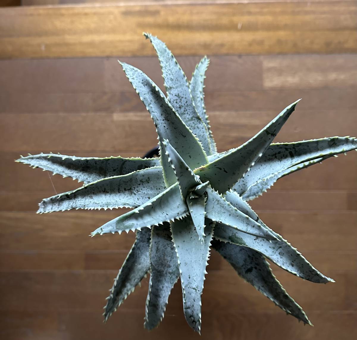 アロエ ピランシー Aloe pillansii 発根済み アロエ ピランシー Aloe pillansii 発根済み