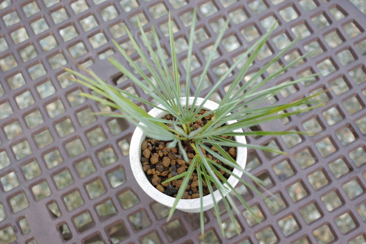 Chamaerops humilis var cerifera【チャメロプスフミリス　セリフェラ】　脇芽1つあり_Bear's palm_画像4