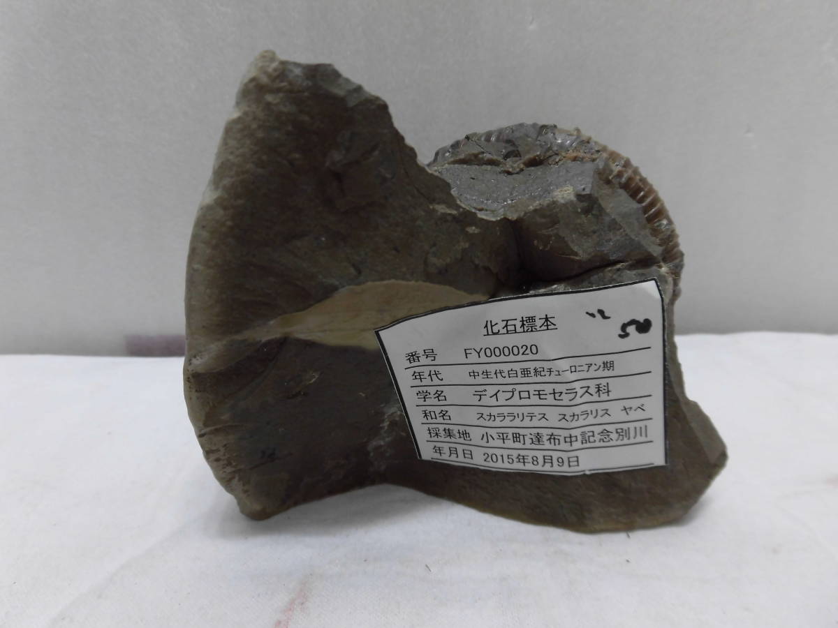 化石、スカララリテス、スカラリス、ヤべ（殻付き）北海道、小平産_、、、、裏
