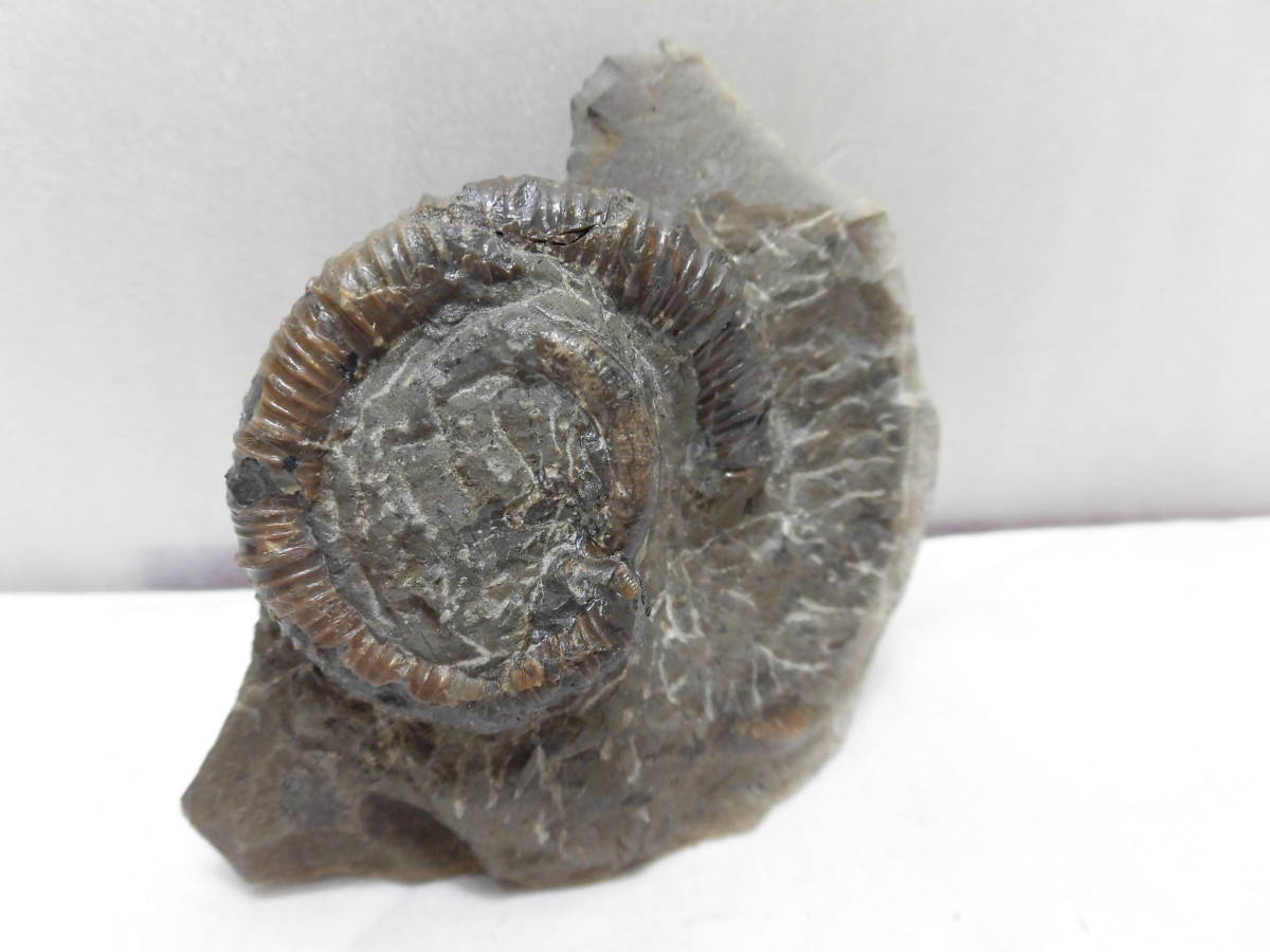 化石、スカララリテス、スカラリス、ヤべ（殻付き）北海道、小平産_、、、、前