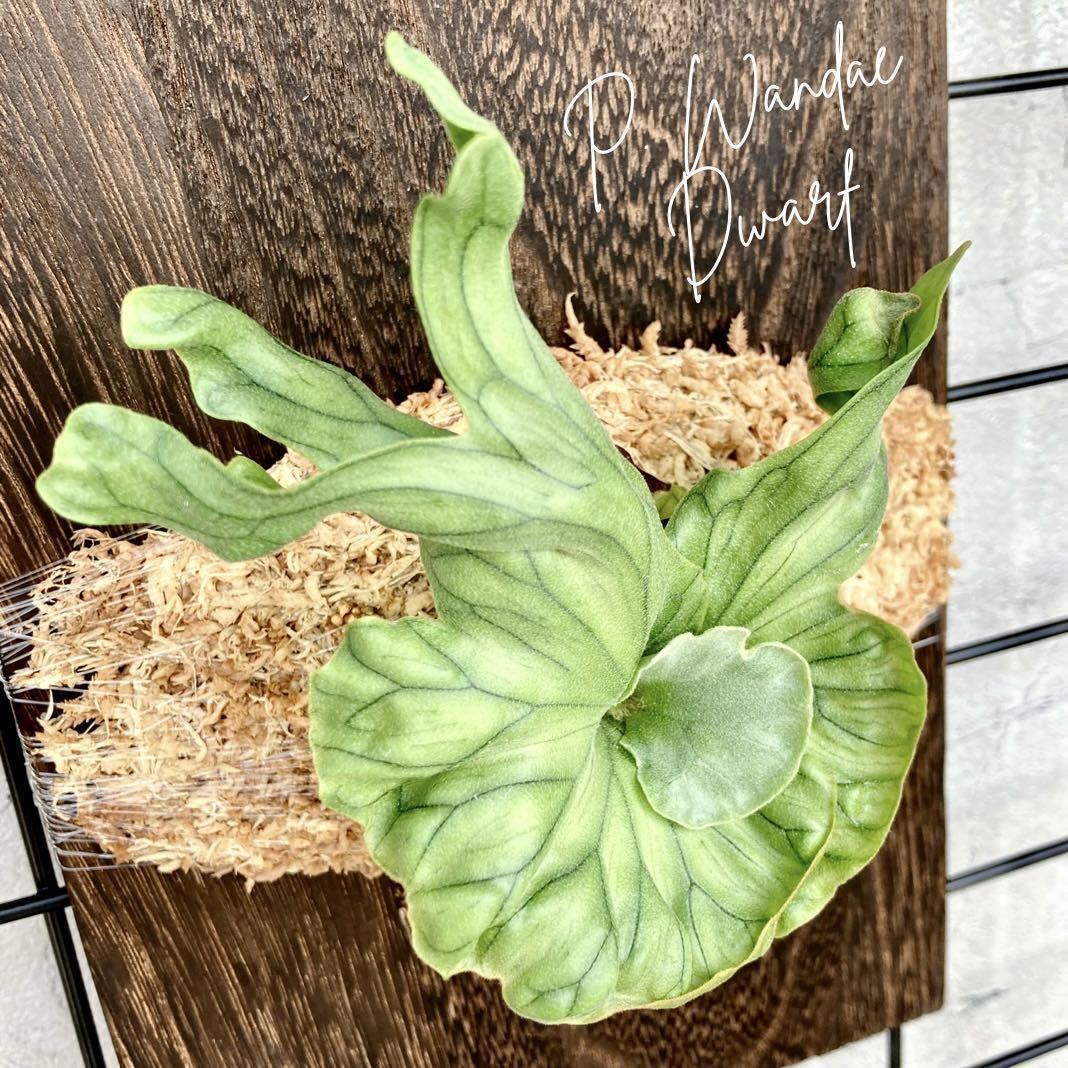 P. Wandae Dwarf ワンダエドワーフ ワンダエ ドワーフ ビカクシダ
