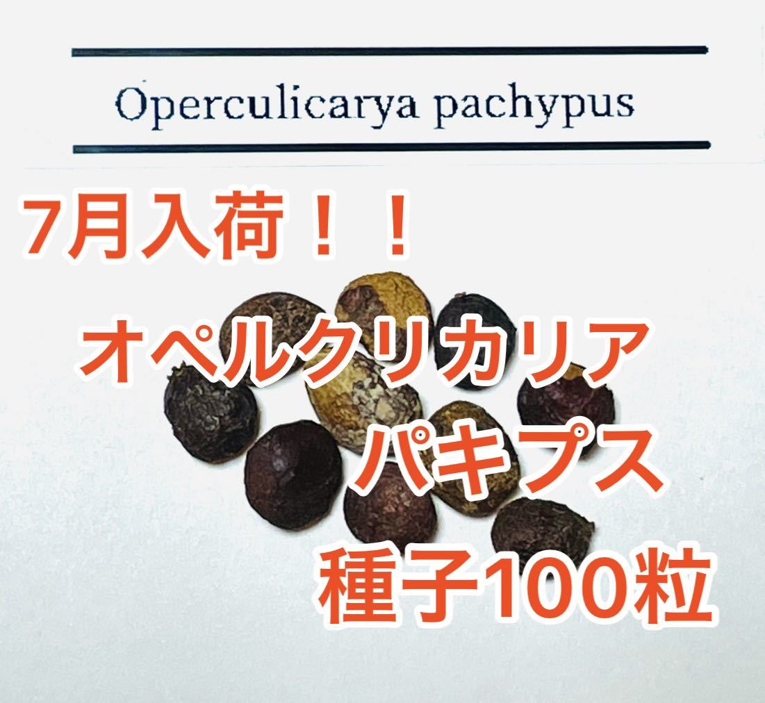 オペルクリカリア・パキプス　種子100粒
