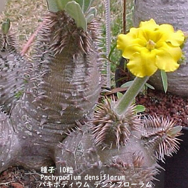 多肉植物 種子 種 Pachypodium densiflorum パキポディウム デンシフローラム シバ女王の玉櫛 種子　10粒_画像3