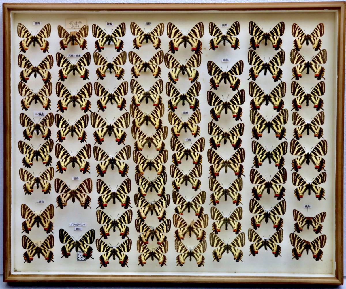 公式ショップ】 蝶標本 ギフチョウ 大型ドイツ箱 研究用 コレクション