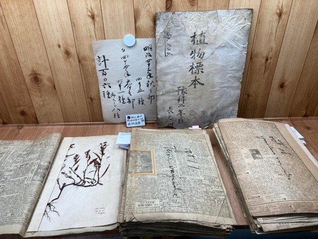 明治43-44年の植物標本 約95種/北大予科/北海タイムス・萬朝報・東京朝日新聞/併合されたる朝鮮/北海道大学　YDB1011_画像1