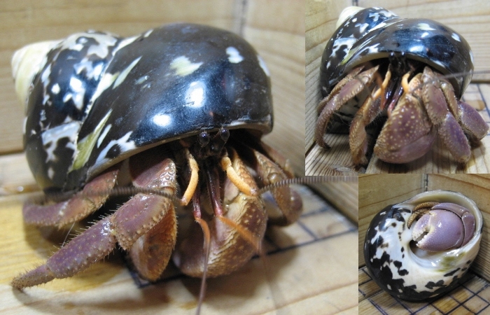o owner ki hermit crab red purple! affordable BIG size (Cittarium Pica specification )