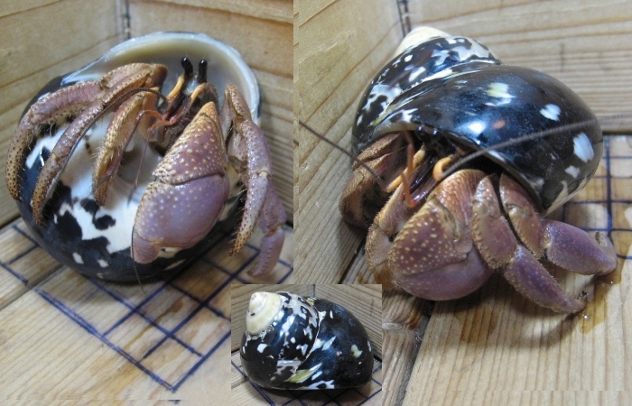 o owner ki hermit crab red purple! affordable BIG size (Cittarium Pica specification )