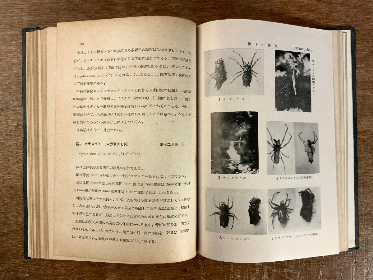BB-5902 ■送料込■ 日本アルプス山系の蜘蛛 クモ クモ類 小松進 本 古本 古書 古文書 写真 非売品 昭和16年 163P 印刷物/くKAらの画像5