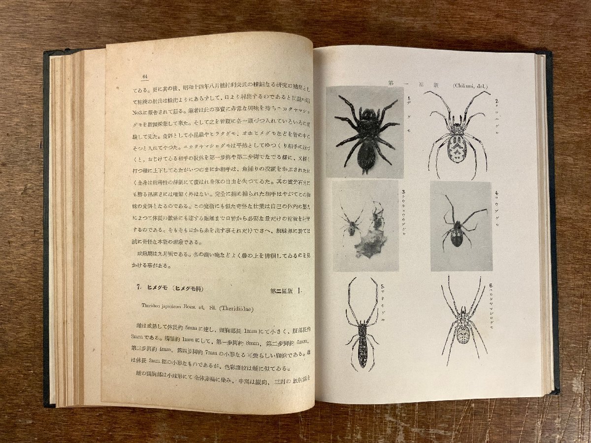 BB-5902 ■送料込■ 日本アルプス山系の蜘蛛 クモ クモ類 小松進 本 古本 古書 古文書 写真 非売品 昭和16年 163P 印刷物/くKAらの画像8