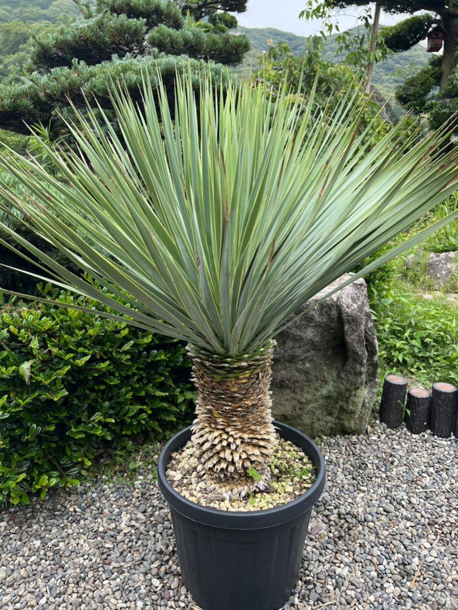 ✳️ユッカ ロストラータ Yucca rostrata✳️根から約90㎝❗️-