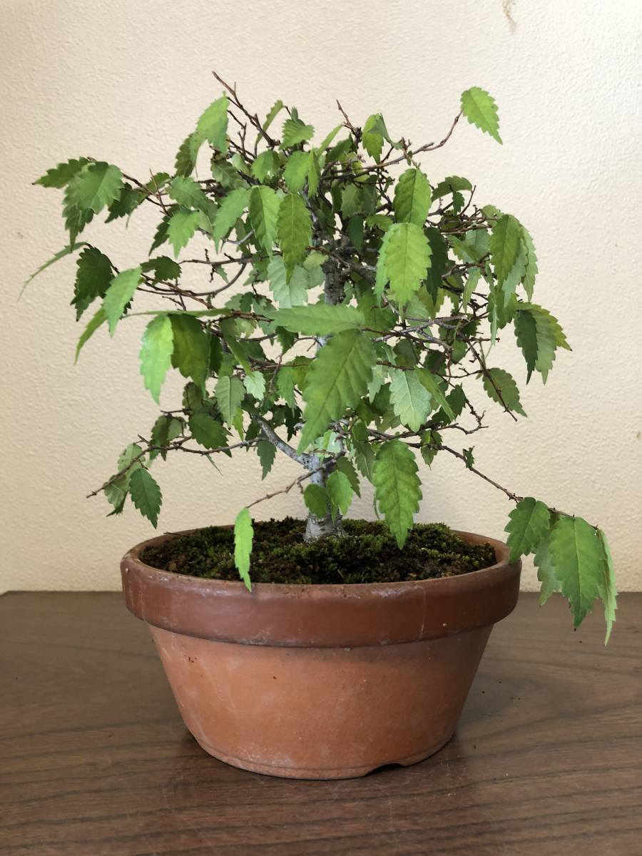 *0 bonsai keyaki zelkova zelkova real raw 18 year M 0*