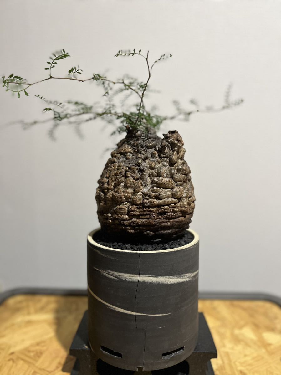 最終値下 良樹形 オペルクリカリア パキプス 塊根植物 最終値下 良樹形 オペルクリカリア パキプス 塊根植物