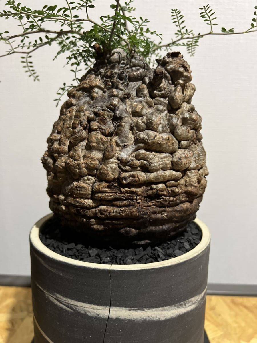 最終値下 良樹形 オペルクリカリア パキプス 塊根植物 最終値下 良樹形 オペルクリカリア パキプス 塊根植物