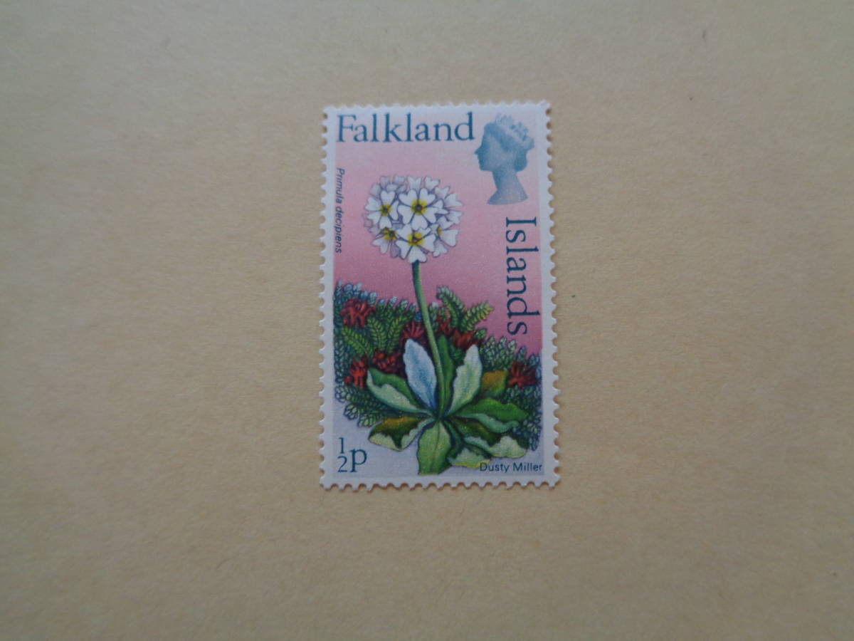 フォークランド諸島切手　1972年か1974年か1975年が発売年　花切手　Dusty Miller (Primula decipiens)　プリムラ・デキピエンス　　1/2P_画像1