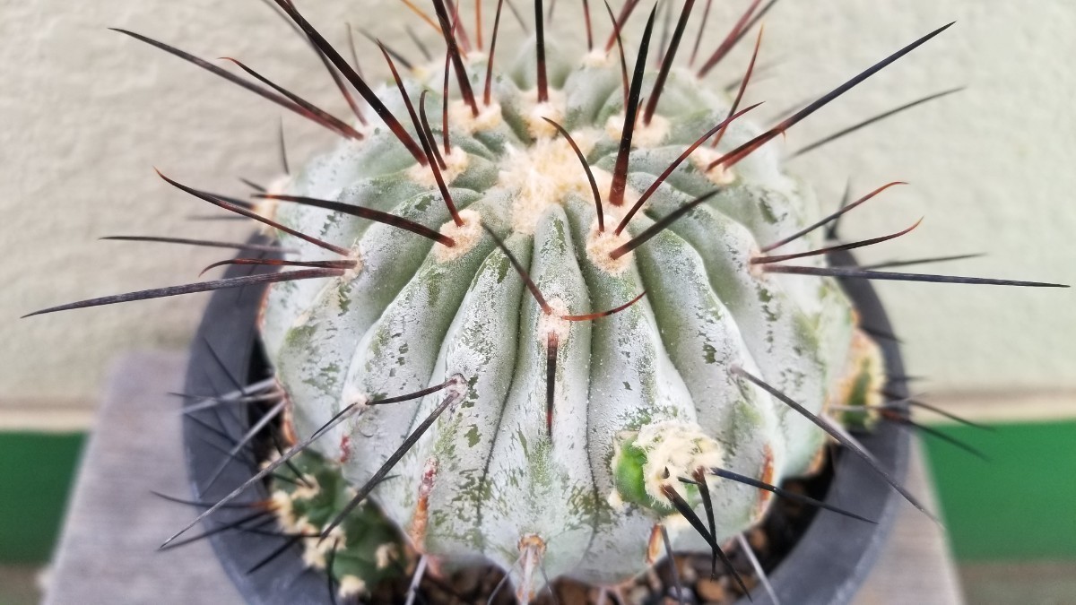 コピアポア デアルバータ 黒士冠(Copiapoa cinerea var. dealbata