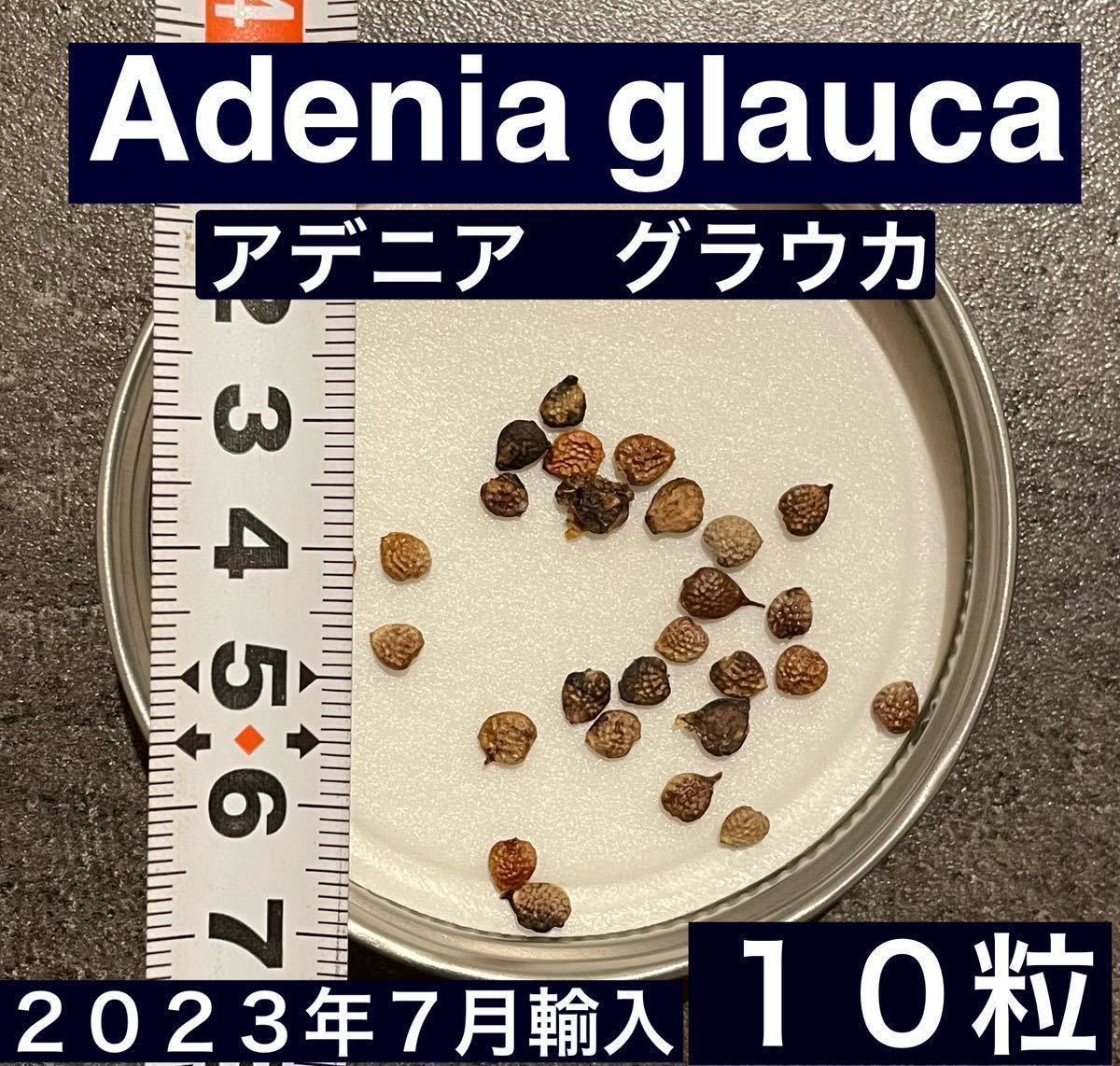 発根確認済】Adenia glauca 種子【10粒】アデニア グラウカ 発根確認済】Adenia glauca 種子【10粒】アデニア グラウカ