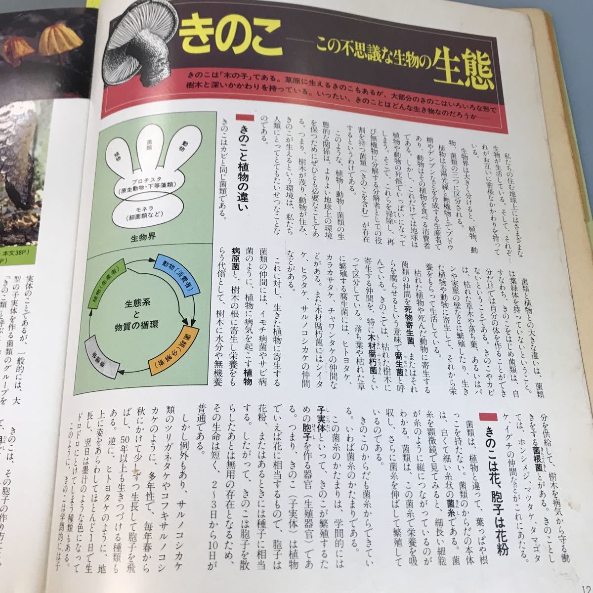 A52-102 野山の幸をまるごとたのしむ きのこ・木の実・山菜カラー百科 付録 毒きのこ・毒草 見分け方と応急処置 主婦と生活社 _画像7