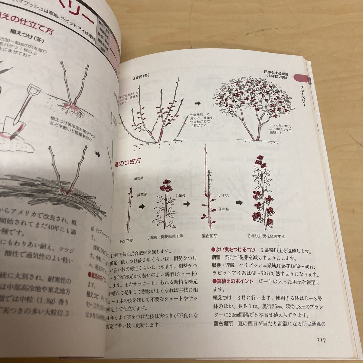 図解　家庭果樹の育て方　剪定のコツ_画像5