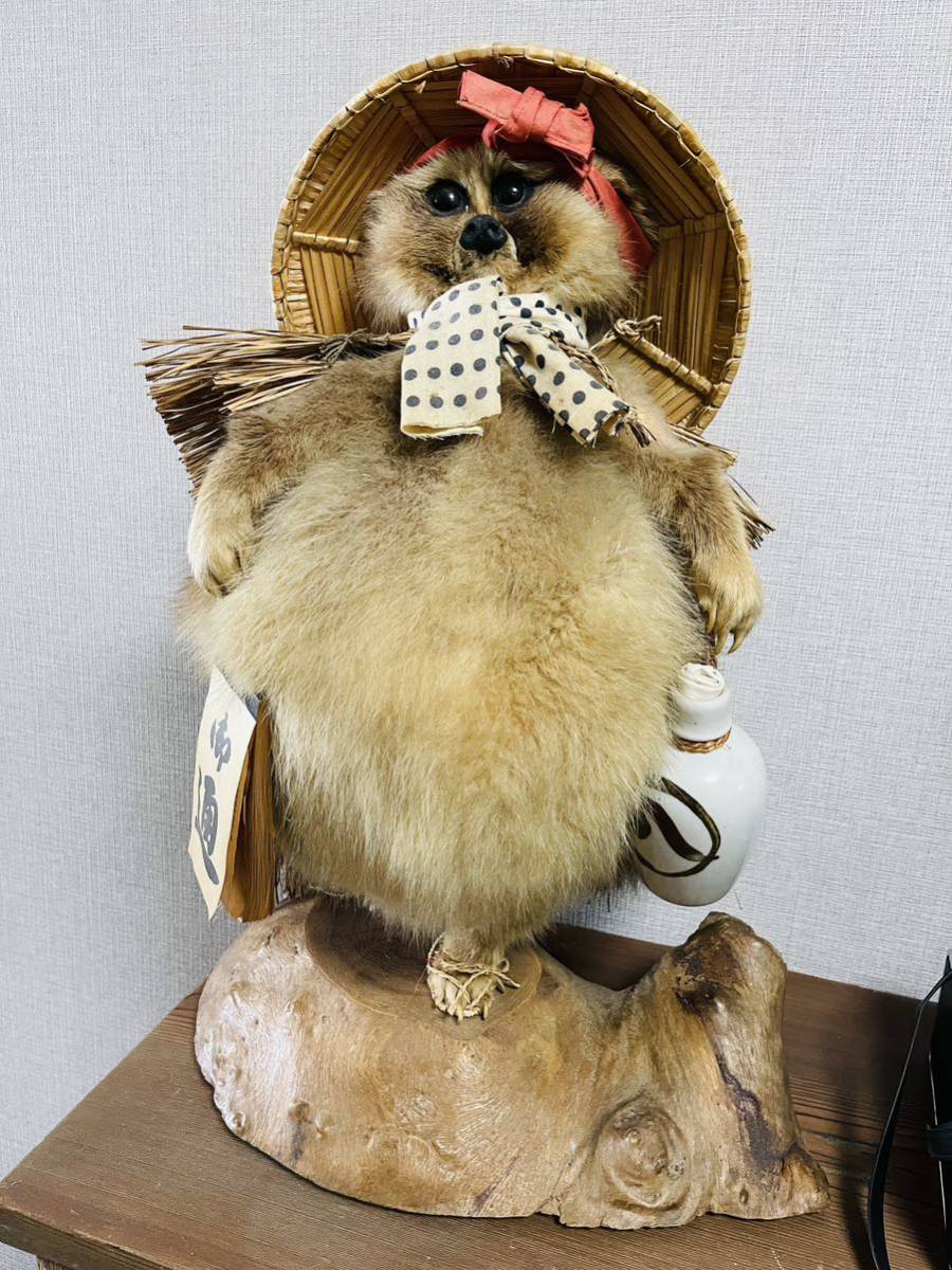 剥製 たぬき 狸 置物|Yahoo!フリマ(旧PayPayフリマ) 剥製 たぬき 狸 置物|Yahoo!フリマ(旧PayPayフリマ)