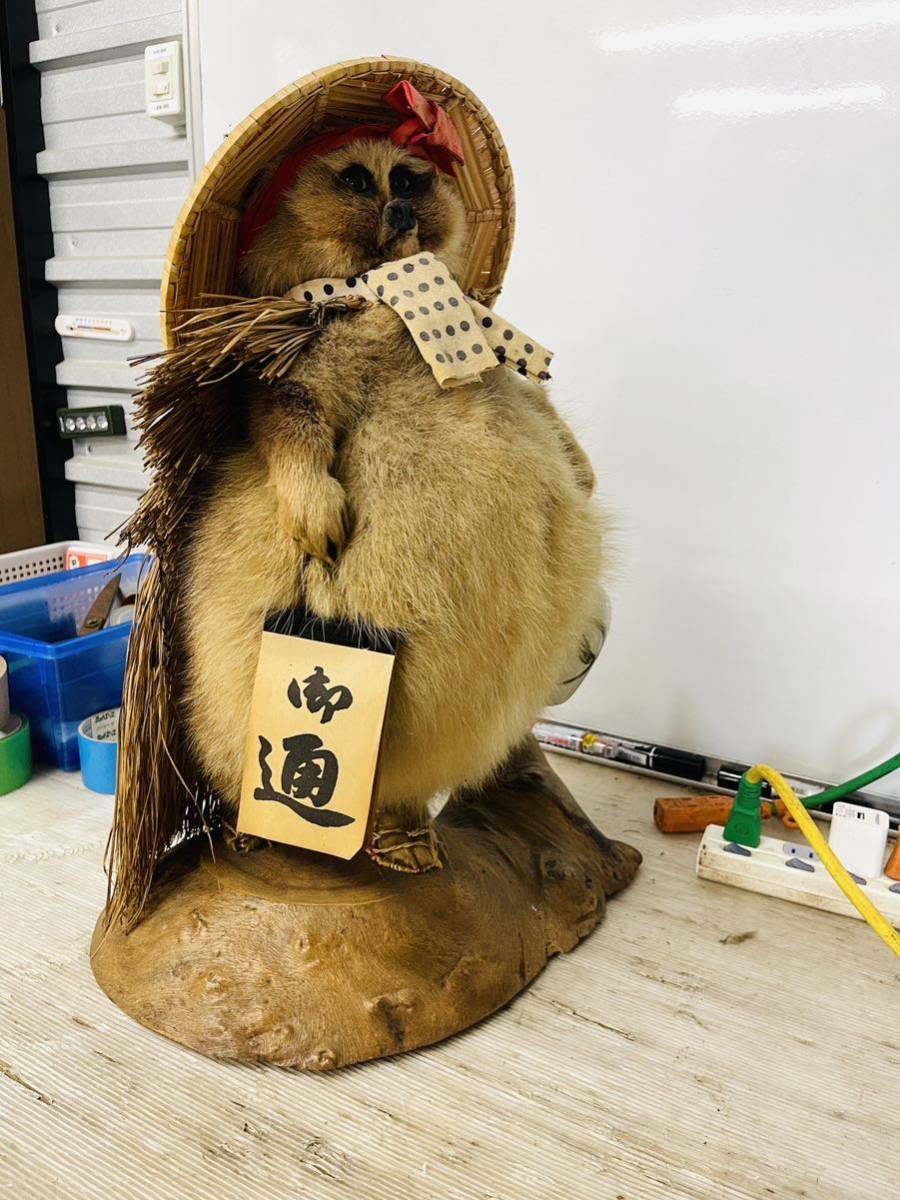 剥製 たぬき 狸 置物|Yahoo!フリマ(旧PayPayフリマ) 剥製 たぬき 狸 置物|Yahoo!フリマ(旧PayPayフリマ)