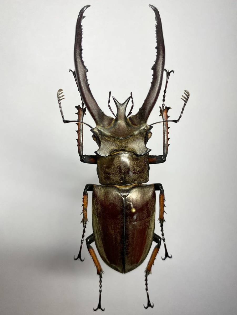 昆虫標本 ベトナム産 プラネットミヤマクワガタ ♂83mm A 大型の入札